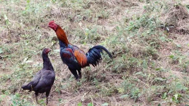 Cách nuôi gà lông đá cựa sắt
